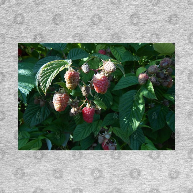 Raspberry Close Up Nature Photography Pacific Northwest by starcraft542